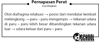 Volume rongga perut menjadi lebih kecil. Pernapasan Perut Dan Pernapasan Dada Idschool