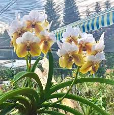 Image result for Psychotria sublyrata