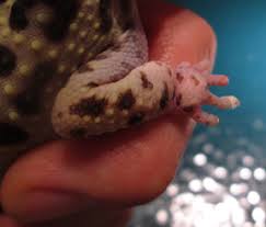 The bell+howell is a fast and effective ultrasonic pest repellant that contains no harmful chemicals and. Gout And Pseudogout In Reptiles Veterinary Partner Vin