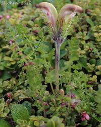 Capitate Lousewort Pedicularis Capitata Synonym Pedicularis Nelsonii