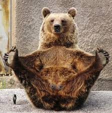 9 Bears Practicing Yoga Animal Yoga Cute Animals Funny Animals