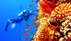 You want your scuba diving vacation to be perfect, and so do we! Scuba Diving In New Zealand With Photos 11 Updated 2021 Best Spots