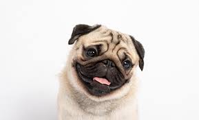 Download and use 90,000+ cute dogs stock photos for free. Top 10 Best Small Dog Breeds