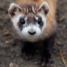 Image result for Feretia