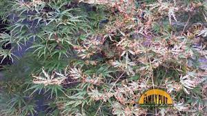 Narrrow, purple to brown streaks occur along the leaf veins. How To Get Rid Of Pests On Acers Naturally Japanese Maples Bugwiz