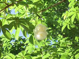 Image result for Adansonia digitata