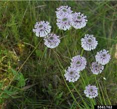 The plants form 10 inch clumps of evergreen, glossy, bright green leaves. Grassleaf Barbara S Buttons Marshallia Graminifolia Asterales Asteraceae 5561762