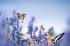 Perinatal Bereavement Ceremony