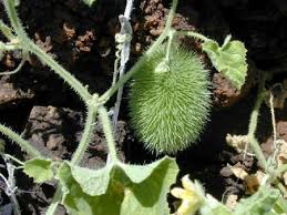 Image result for Cucumis cinereus