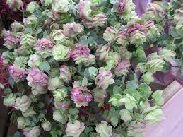 Gardening And Gardens Ornamental Oregano Oregano Plant Unique Plants Asparagus Fern
