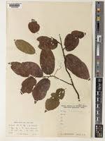 Image result for Marquesia