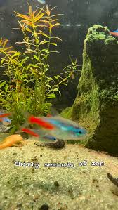 Image result for Heteromorpha sp. agg.