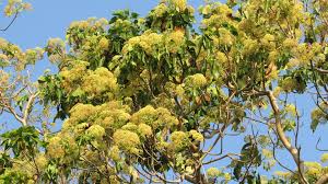 Image result for Gyrocarpus