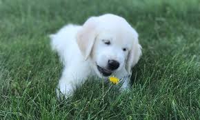 When searching for a new puppy, ri residents should be aware that not all pet stores in ri that sell puppies, or pet classifieds ri listings have to offer are bred by ethical dog breeders. Puppy Contract White Goldens Ri