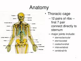 We did not find results for: 1 Anatomy Thoracic Cage 12 Pairs Of Ribs First 7 Pair Connect Directly To Sternum Major Joints Include Sternoclavicular Sternocostal Costochondral Ppt Powerpoint