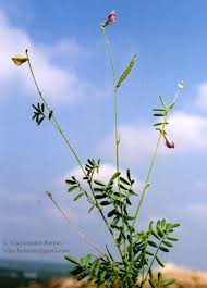 Image result for Tephrosia aequilata