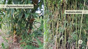 Image result for Oldeania alpina