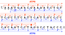 Genetic Code Wikipedia