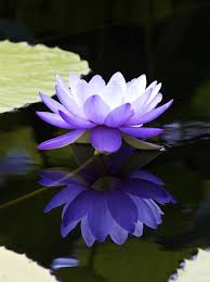 163 Beautiful Types Of Flowers A To Z With Pictures Lily Lotus Types Of Flowers Water Lilies