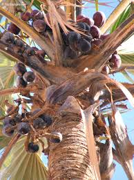 Image result for Hyphaene