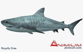 Tiger Shark 3d Model Tiger Shark Shark 3d Model