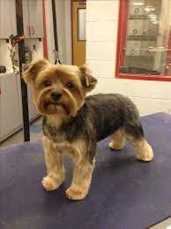 Aww Dogsofinstagram Dailyfluff Dailyfluff Bestwoof Puppy Ilovemydog Mansbestfriend Yorkie Puppy Haircuts Dog Grooming Styles Yorkshire Terrier Puppies
