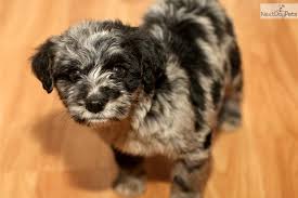 In this, we strive to produce puppies with sound temperament, mind, and health. Dixie Aussiedoodle Puppy For Sale Near Richmond Virginia C2b09dca Ee21 Dogs For Sale Dog Lovers Dogs