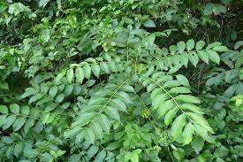 Image result for Clausena