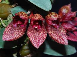 Image result for Bulbophyllum kivuense