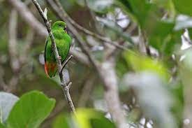 The sangihe hanging parrot (loriculus catamene) is a small (length: Sangihe Hanging Parrot Loriculus Catamene Birds Of The World