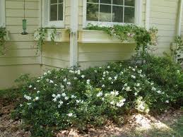 Dwarf Gardenia Varieties In The Front Are All Replaced By Dwarf Gardenia Jasminoides Radicans Evergreen Shrubs Dwarf Gardenia Gardenia Shrub