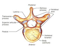 Start studying thoracic vertebrae labeling. Vertebral Column And Thoracic Cage E2 Flashcards Chegg Com