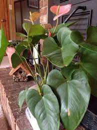 Free Plant Identification Container Plants Anthurium Flamingo Flower