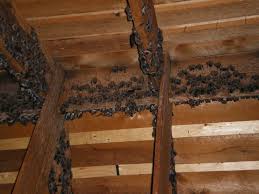 Highly praised for delivering quality pest control services, pestbusters continues to receive several i had sent pest busters an inquiry about ants through their website 'contact us'. Bats Bug Busters Pest Control