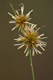 Image result for Rhynchospora