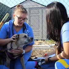 Surgeons at uc davis children's hospital used magic leap technology to help plan for the separation of rare, craniopagus twin babies. Uc Davis School Of Veterinary Medicine Home Facebook