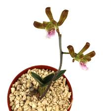 Image result for Eulophia elegans