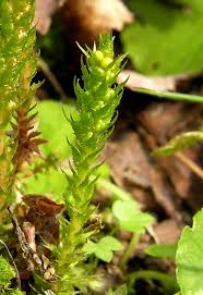 Image result for Selaginella cathedrifolia
