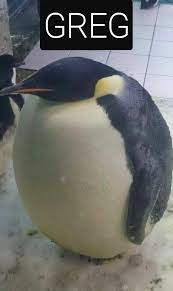 I Present You My Brother G R E G R Memes