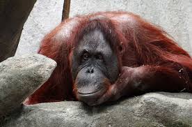 Orang utan memiliki lengan yang lumayan panjang dan hewan ini bisa ditemukan di area hutan lindung yang ada di kawasan hutan tropis kalimantan kehidupan komodo tak jauh berbeda dengan daur hidup kadal pada umumnya dan komodo menjadi salah satu hewan endemik yang sangat mendunia. Perambahan Hutan Meluas Orangutan Kerap Diserang Warga Greeners Co