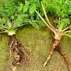 The word parsley comes from the latin petros chervil isn't a parsley, but a parsley relative. Https Encrypted Tbn0 Gstatic Com Images Q Tbn And9gcs70 F Di5oiax46yj2lmosy0gp2xmgptkgffhpelcdzxssjjne Usqp Cau