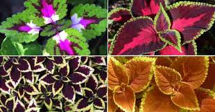 We did not find results for: Coleus Care How To Grow Colorful Coleus Plant Extensive Guide