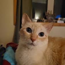 What am I doing wrong with picky cat eating habits?