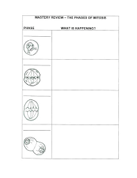 Mitosis Lesson Mitosis Mitosis Lesson Cell Cycle