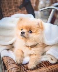 Maybe you would like to learn more about one of these? Wayne S Pups Home Teacup Puppies For Sale Pomeranian Puppies For Sale Pomeranian Puppy Kennel