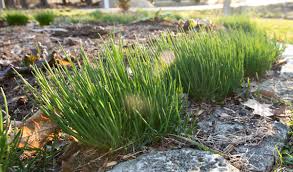 I know most of us like to use chives when they are cut fresh from the garden. How Did Tasty And Pretty Chives Get Such A Bad Rap The Impatient Gardener