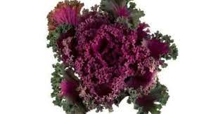 I believe that cabbage is the flower of the plant. Flowers That Look Like Cabbage Heads Ornamental Cabbage Ornamental Kale Ornamental Plants