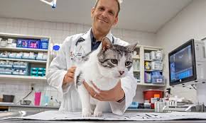 This will help the cat in relieving herself. Urinary Tract Disorders In Cats Veterinary Medicine At Illinois