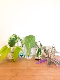 There are quite a few ways to propagate houseplants, but today we'll be focusing on the stem cutting method. Plant Cuttings Water Propagation Tips Creative Inspiration