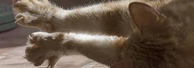 It is important to feed a cat with a special diet during this period to relieve the strain on the kidneys as. Does My Cat Have A Broken Leg Signs Treatment Hill S Pet